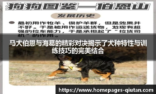 马犬伯恩与海葛的精彩对决揭示了犬种特性与训练技巧的完美结合